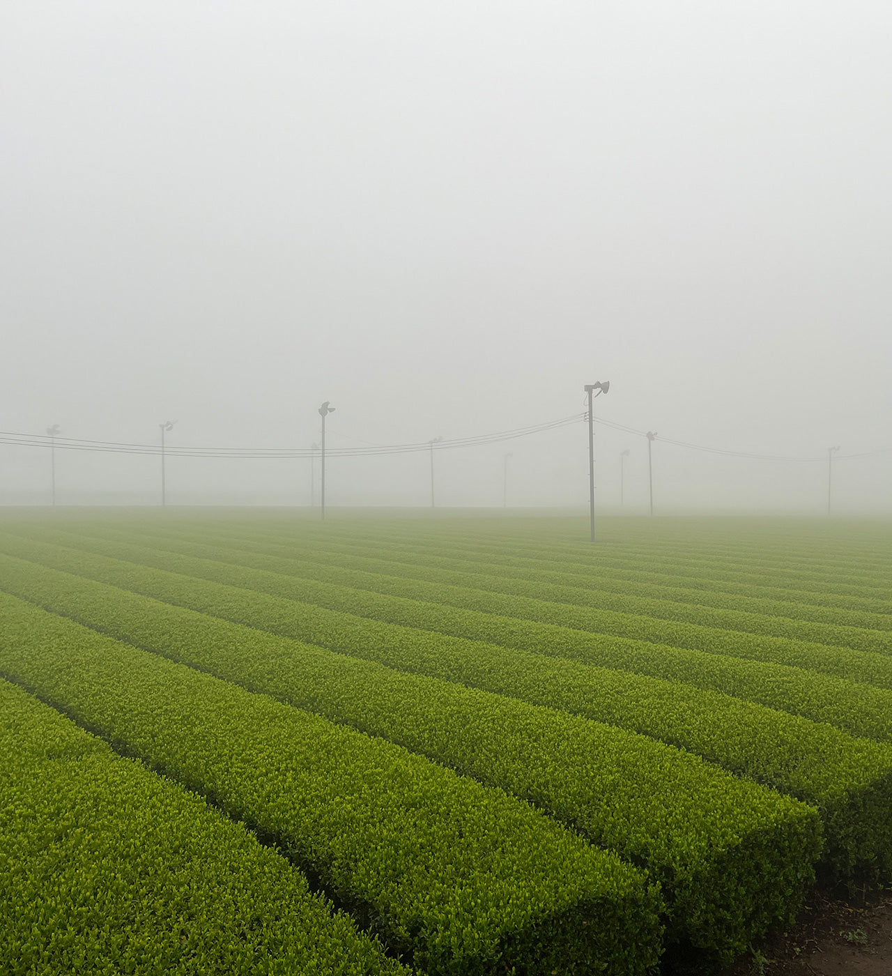 Sencha thee Yutaka Midori uit Kagoshima ⋅ Sueshige Seicha ⋅ 60g
