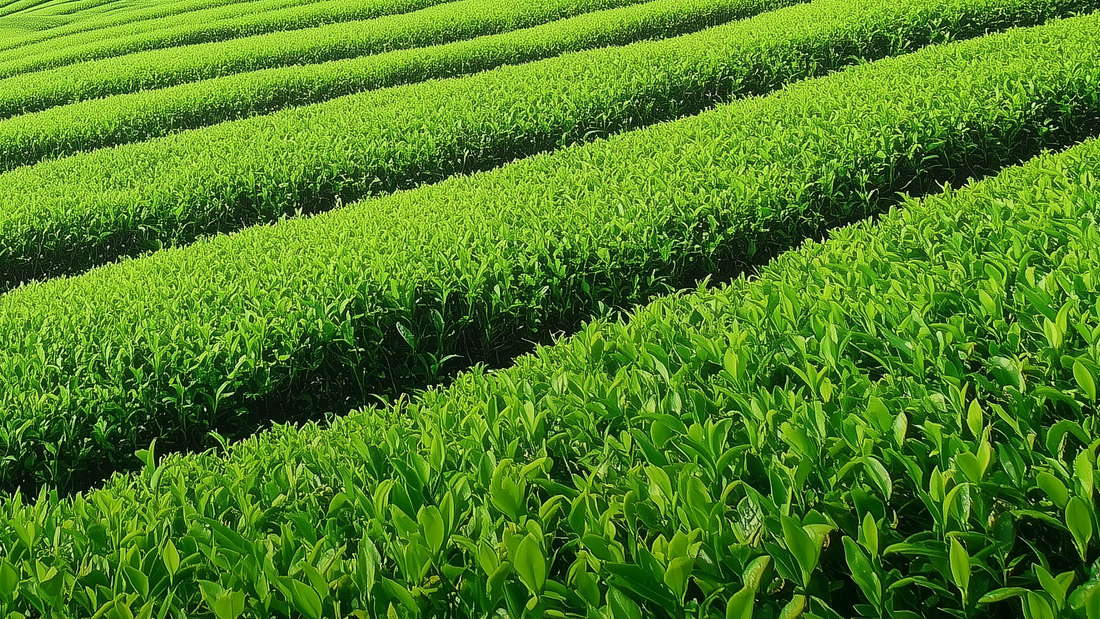 Matcha is out of stock: here's what you need to know