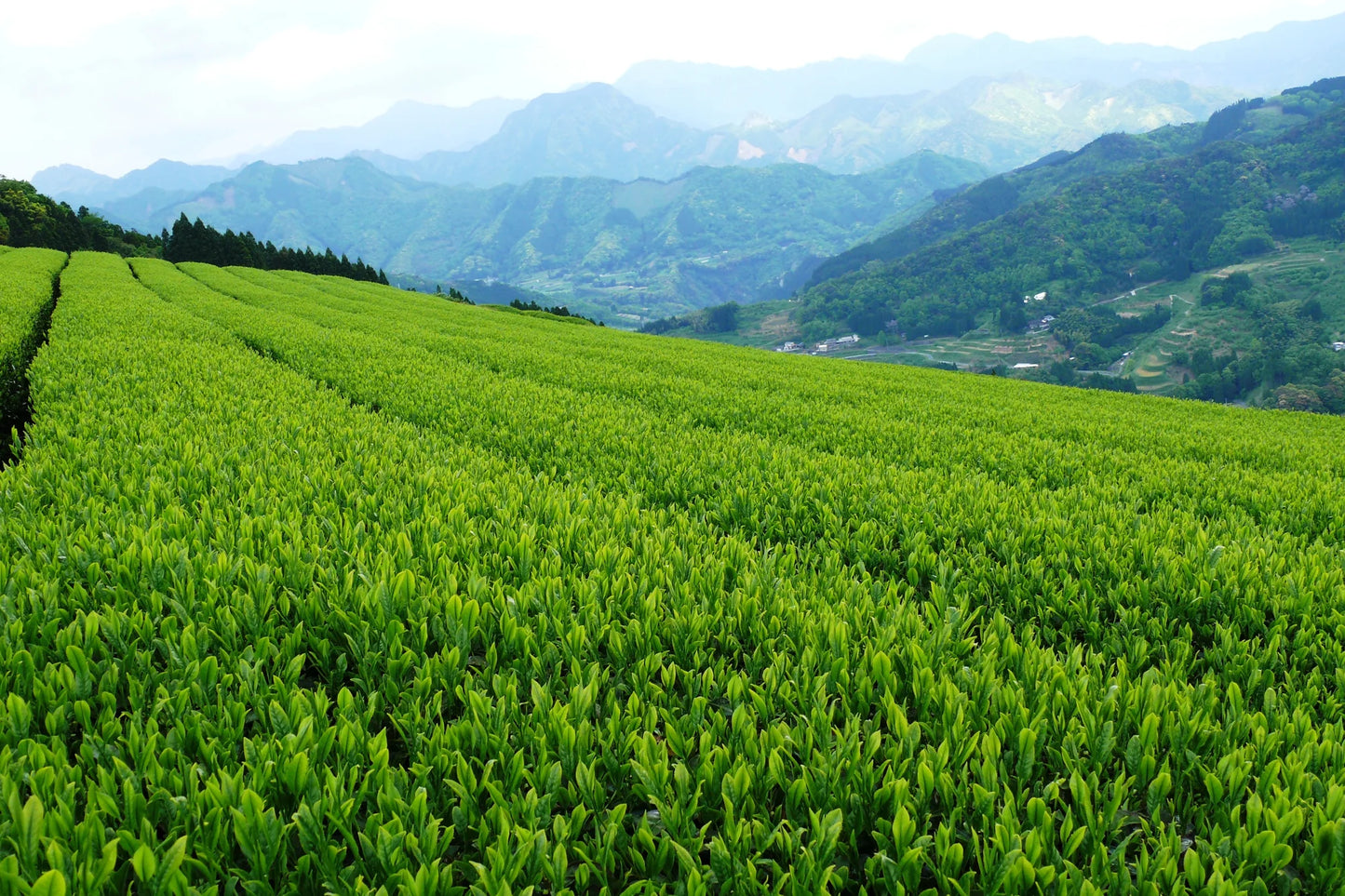 Té verde sencha de primera cosecha de Uji shincha 2026 ⋅ 40 g ⋅ [Reserva, envío a principios de junio]