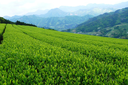 Thé vert sencha primeur de Kagoshima shincha 2026 ⋅ 40g