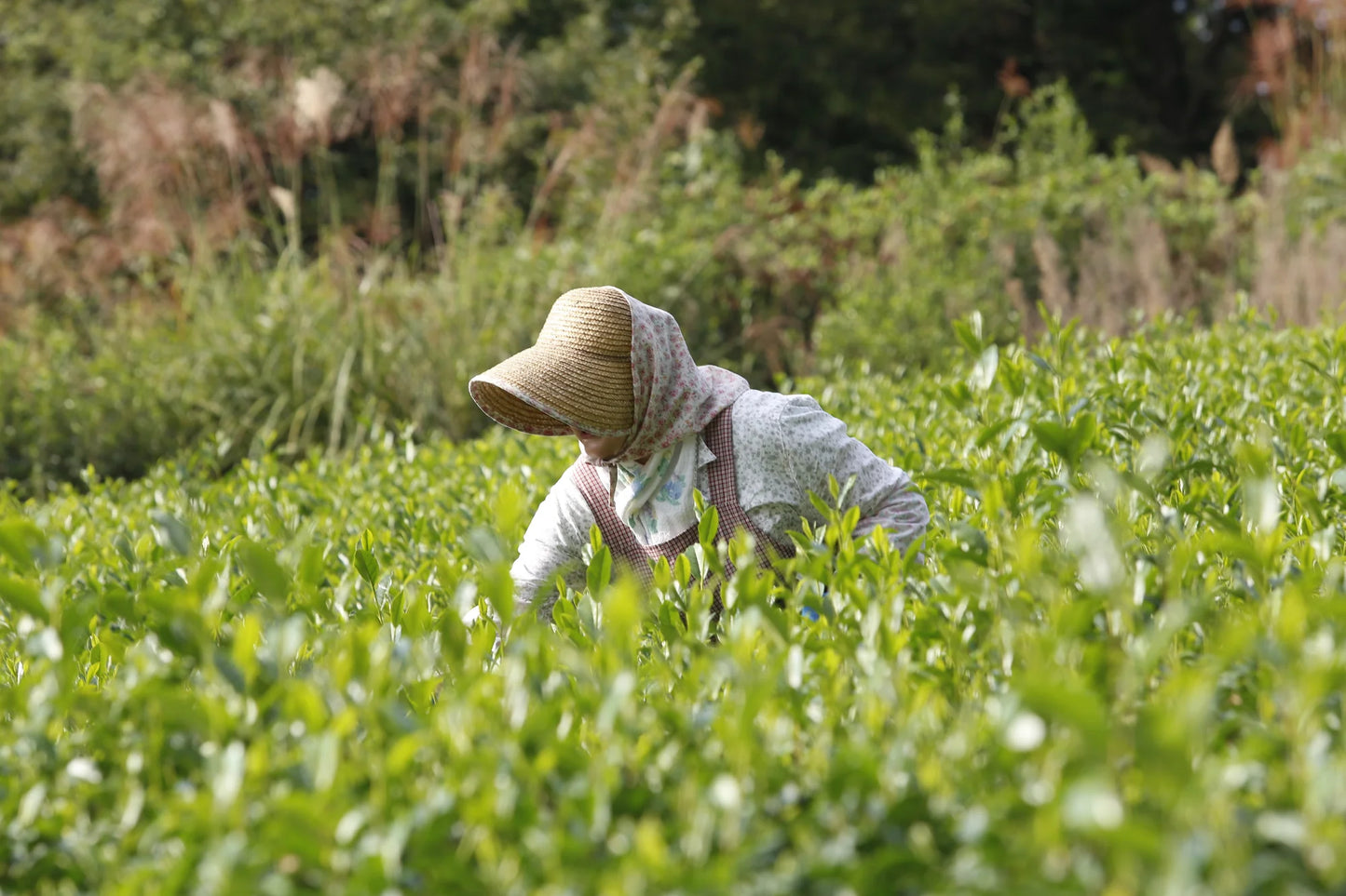 Té verde sencha de primera cosecha de Uji shincha 2026 ⋅ 40 g ⋅ [Reserva, envío a principios de junio]