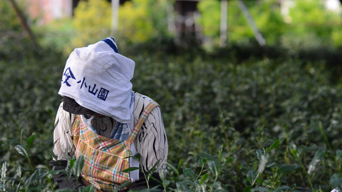 Té verde sencha de primera cosecha de Uji shincha 2026 ⋅ 40 g ⋅ [Reserva, envío a principios de junio]