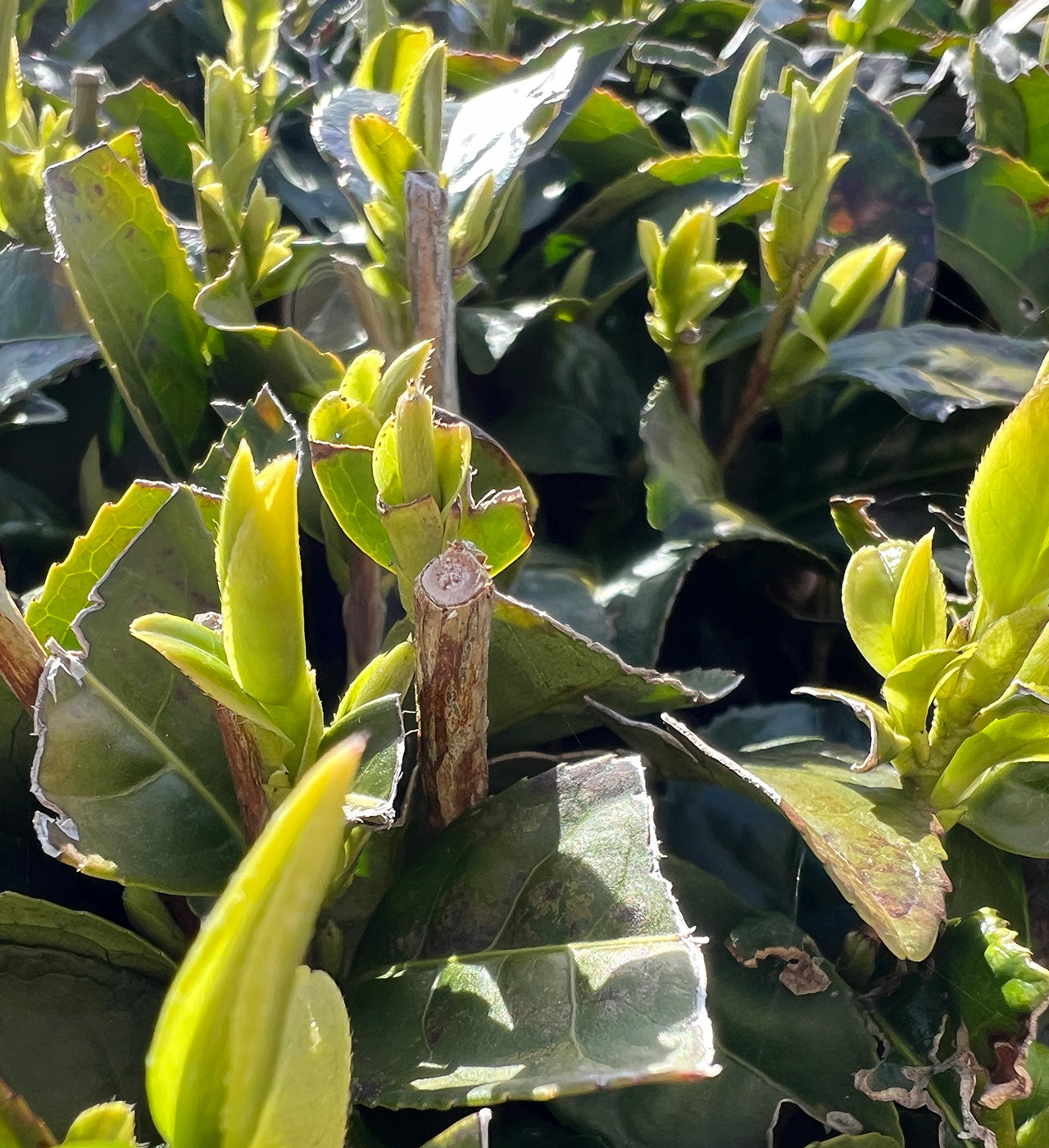 Sencha Tee Yutaka Midori aus Kagoshima ⋅ Sueshige Seicha ⋅ 60g