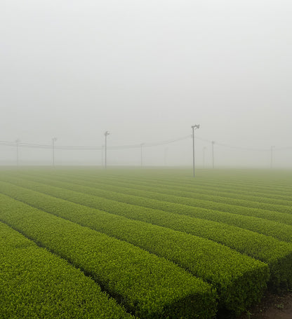 Té Sencha Yutaka Midori de Kagoshima ⋅ Sueshige Seicha ⋅ 60g